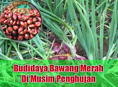  Budidaya bawang merah pada memang menjanjikan kita laba besar Tehnik Perawatan Tanaman Bawang Merah Pada Musim Penghujan Anti Gagal